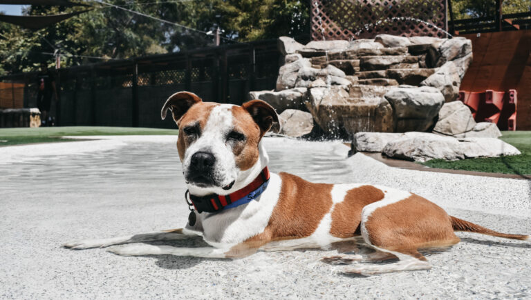 Bone Backyard Dog Daycare Dog Boarding Orange County The Bone Adventure